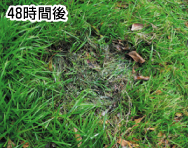 除草剤散布48時間後
