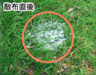 除草剤散布直後